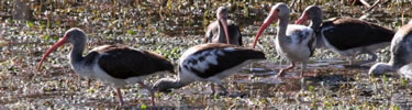 immature white ibis foraging for food - Ed Wood